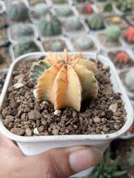 Kaktus Gymno LB Yellow