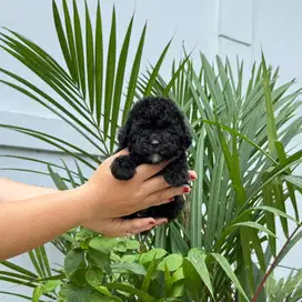 Tiny black missmark male poodle super cute gembul lucu