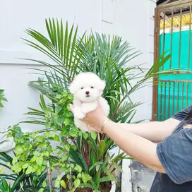 Korean mini bichon frise male super imut bloodline import korea