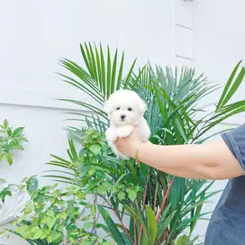 Male korean mini bichon super cute face sertifikat resmi PERKiN vaksin