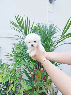 Super mini korean bichon frise size super kecil cute face gemesin