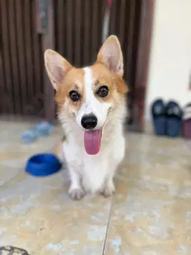 Anjing welsh corgi (pembroke)