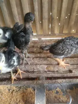 Anak ayam kampung