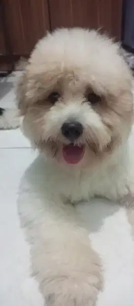 Anjing SHITZU Putih