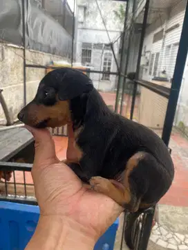Jual Mini Pincher