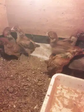 Ayam Arab Petelur usia 3 Minggu