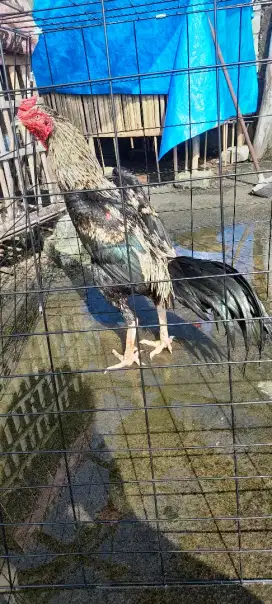 Ayam bangkok Jalak /bervideo