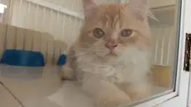 Kucing persia medium