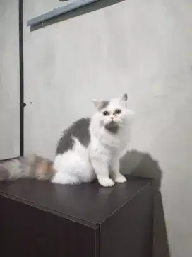Kucing Persia 1 tahun