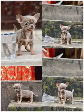 Chihuahua warna isabella tan betina