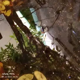 Kura kura brazil
