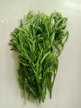 Daun petai cina muda