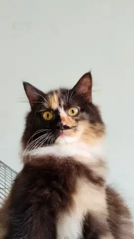 LEPAS ADOPSI KUCING PERSIA BETINA