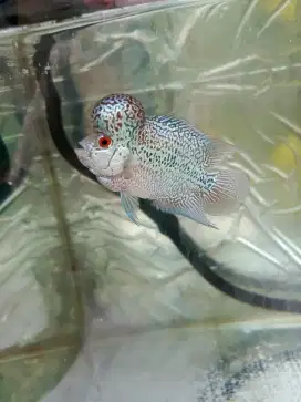 Ikan louhan srm