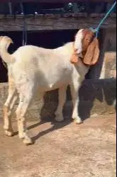 3 ekor bakalan kambing jantan Boer F2 series 5-6 bulanan siap ternak