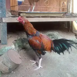 Ayam Jenis pakhoy x mangon