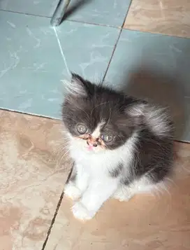 Kitten Persia Jantan