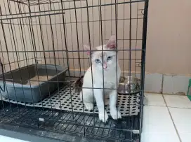 Kucing Himalaya Mix Blue Eyes Tabby Tail