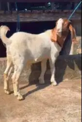 3 ekor bakalan kambing boer jantan 5-6 bulanan siap ternak piara puas