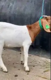 3 ekor bakalan kambing boer jantan 5-6 bulanan siap ternak digemukin