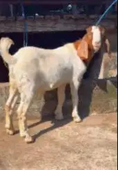3 ekor bakalan kambing boer jantan 5-6 bulanan siap ternak digemukin
