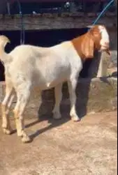 3 ekor bakalan kambing boer jantan 5-6 bulanan siap ternak digemukin