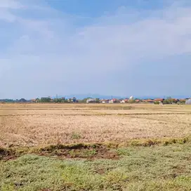 DI JUAL MURAH LAHAN 15 HEKTAR STRATEGIS UNTUK PABRIK BREBES JATENG