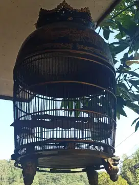 Jual burung gacor asli blora