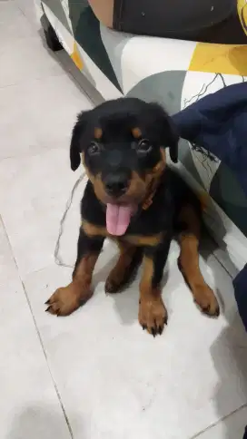 ANAK ANJING ROTTWEILER