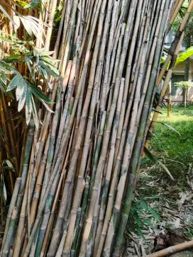 Jual bambu buat tiang bendera 5 meter atau 7 meter