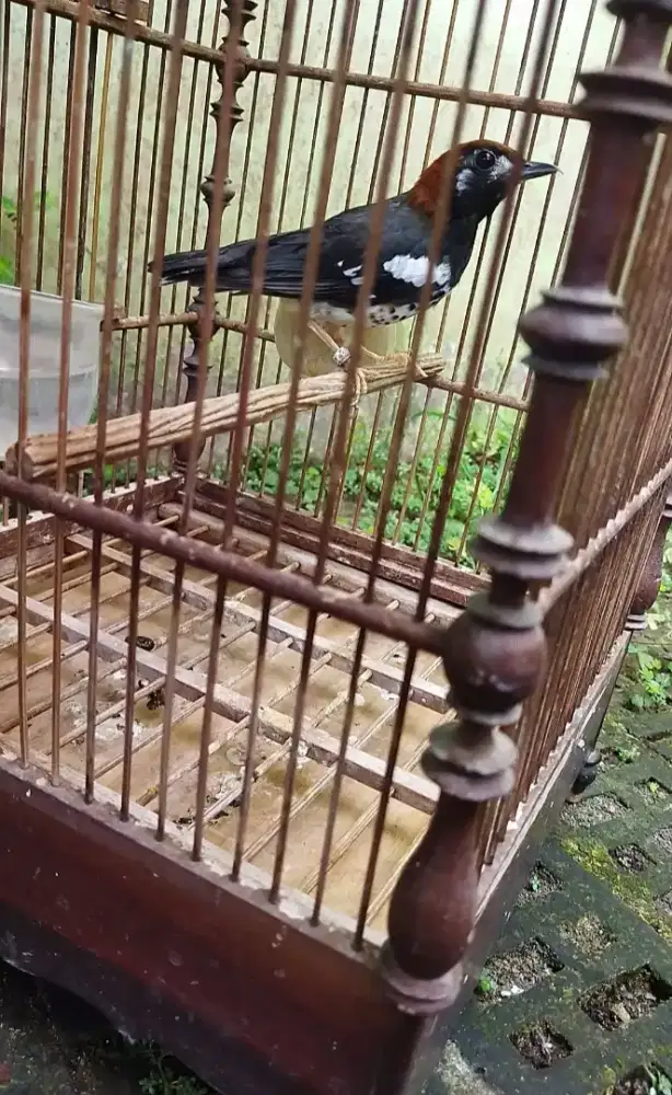 Ak wiksar..ngplong ga video nya