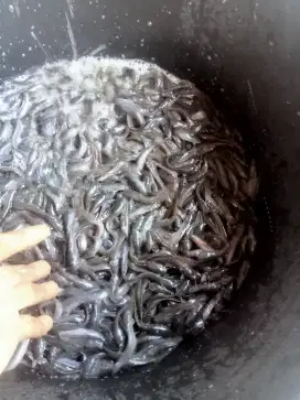 Jual bibit ikan lele