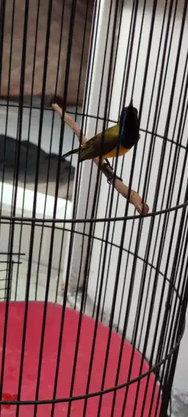 Burung kolibri sogon ontong gacor fullset
