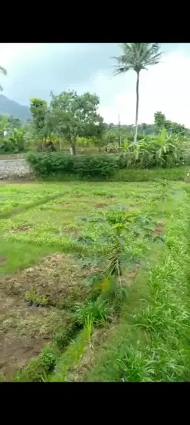 Dijual kebun bekas sawah, pinggir jalan besar, masuk mobil.