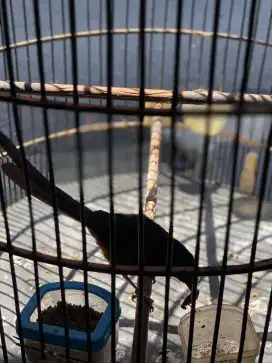 Dijual murai batu gacor jantan