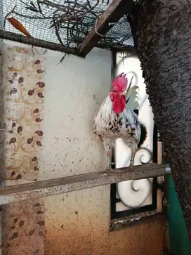 Ayam Ketawa Jantan disko pilihan