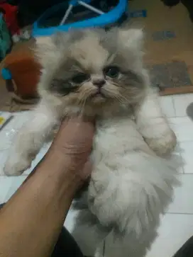 kitten peaknose