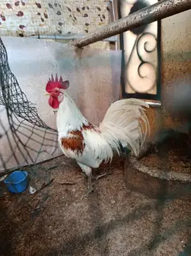 Ayam Ketawa Disko panjang, Kontes Quality