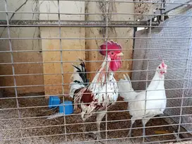 Ayam Ketawa Disko Sepasang