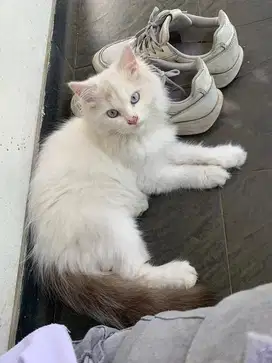Kucing Ragdoll Jantan & Betina