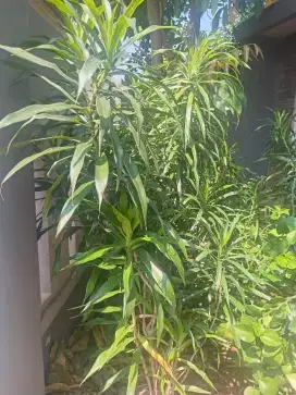 Pohon suji pewarna alami makanan