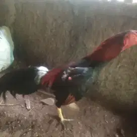 Dijual ayam bangkok