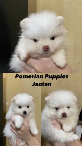 Anak Anjing Pom - Pomerian Puppy