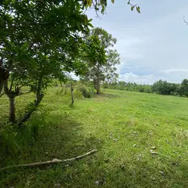Jual tanah 1460 m2 kawasan dekat pantai balian beach