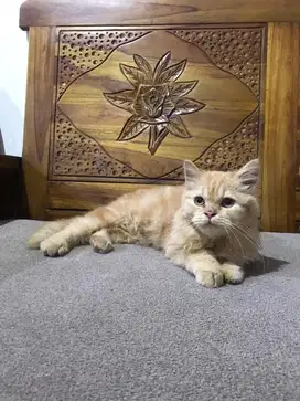 Kucing Persia Betina