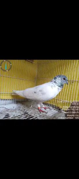 MERPATI JAWA SUNGUT JANTAN