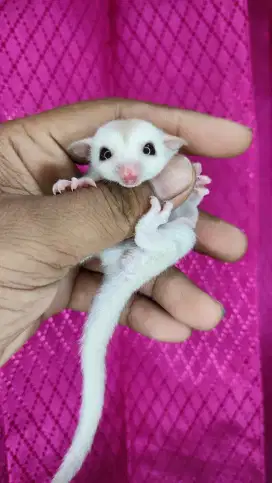 Sugar Glider Clasic Grey