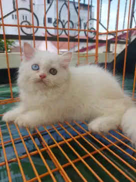 Kitten Persia Good Quality (odd Eye)
