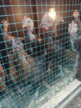 Jual anakan ayam pelung