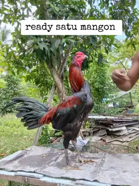 Ayam mangon super